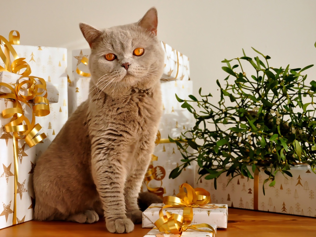 Красивый британский кот с подарками на новый год 