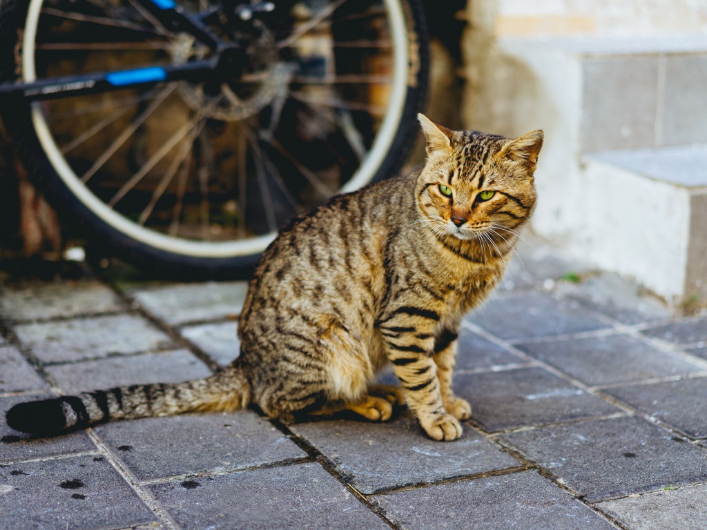 Красивый серый кот сидит у стены велосипедом 