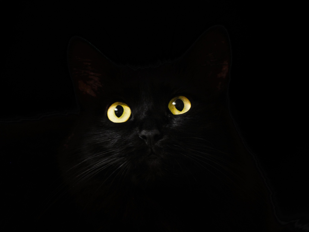Большие желтые глаза кошки на черном фоне