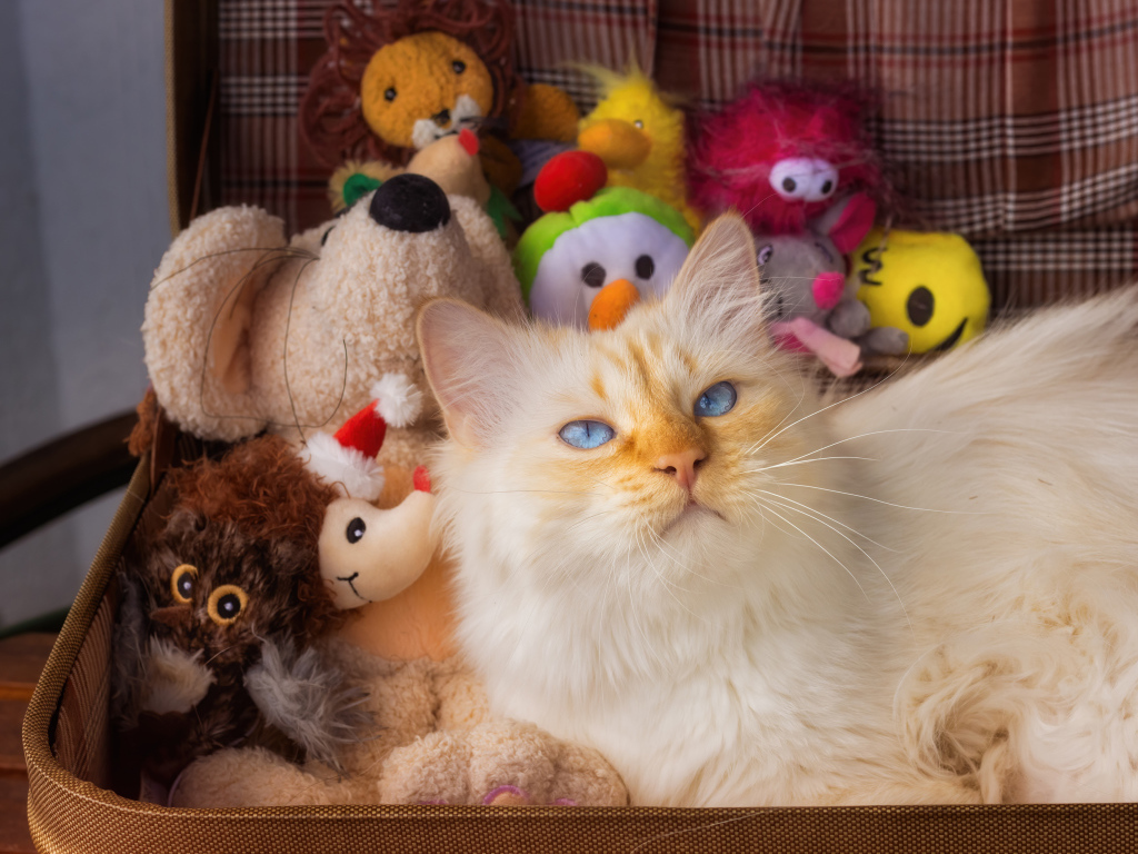 Blue-eyed cat in a suitcase with toys
