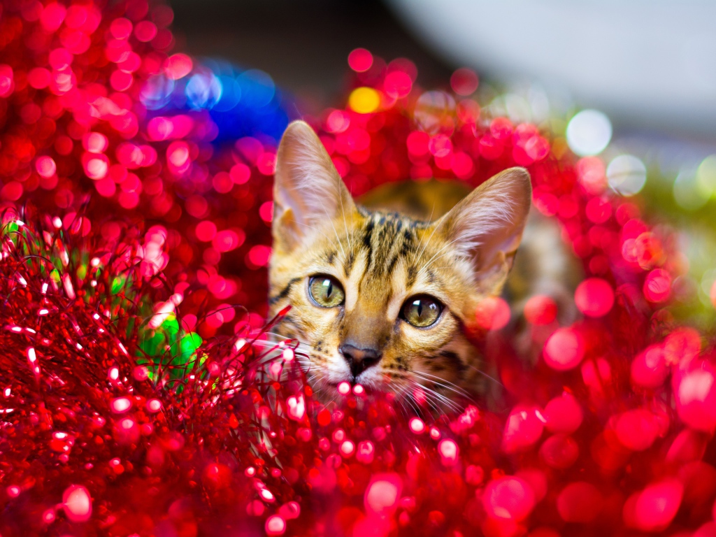 Серый кот прячется в красной мишуре