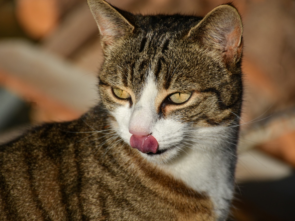 Gray cat with protruding tongue