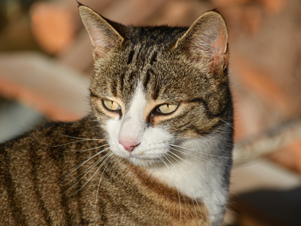 Голова серого кота с розовым носом