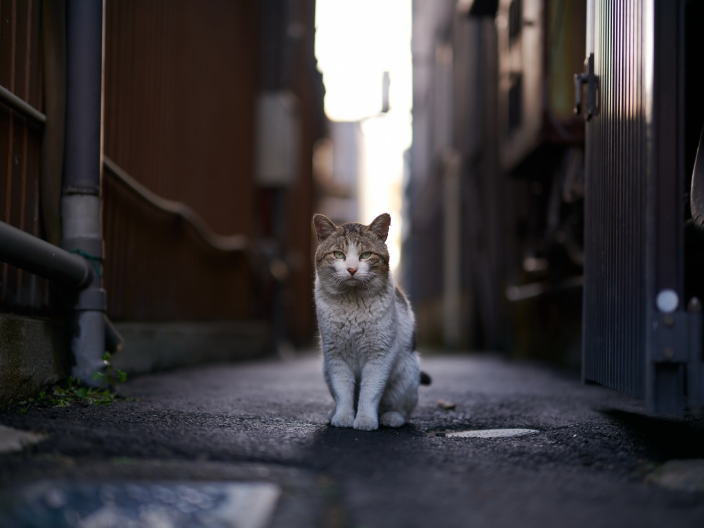 Бездомный кот сидит на улице