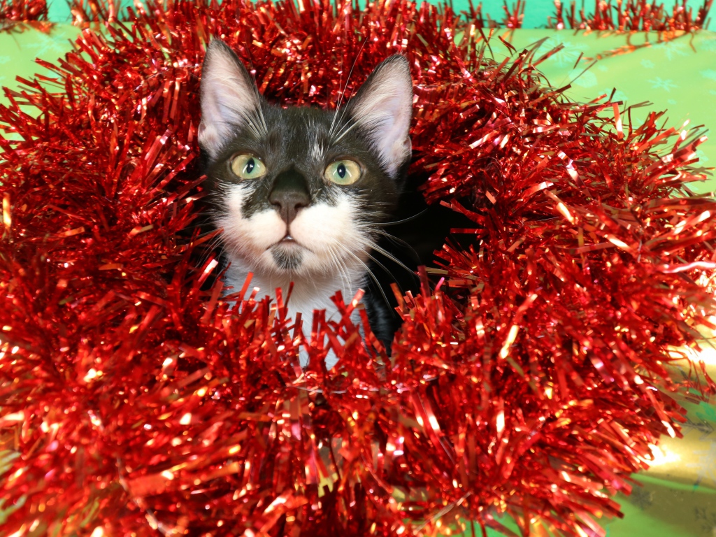 Котенок в красной мишуре на новый год