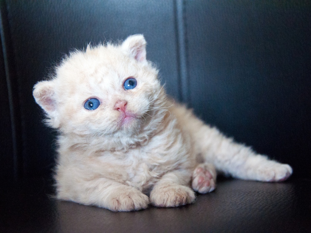 Маленький голубоглазый котенок лежит на черном диване