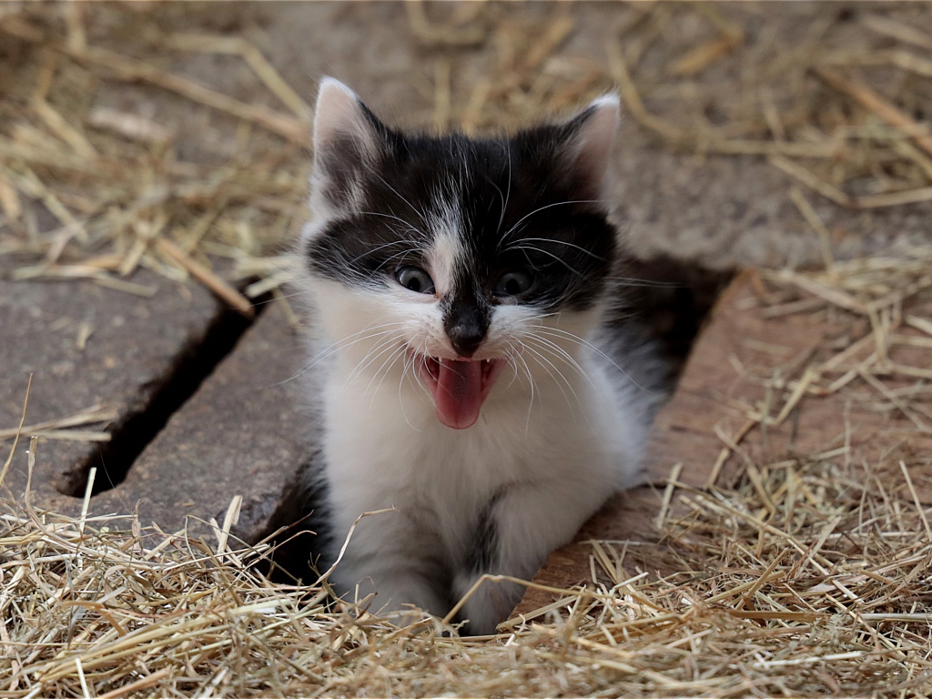 Маленький смешной черно- белый котенок зевает 