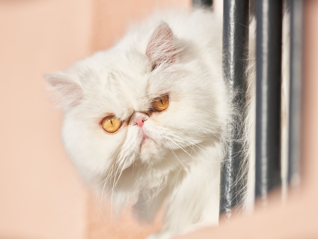 Морда белого персидского кота крупным планом 