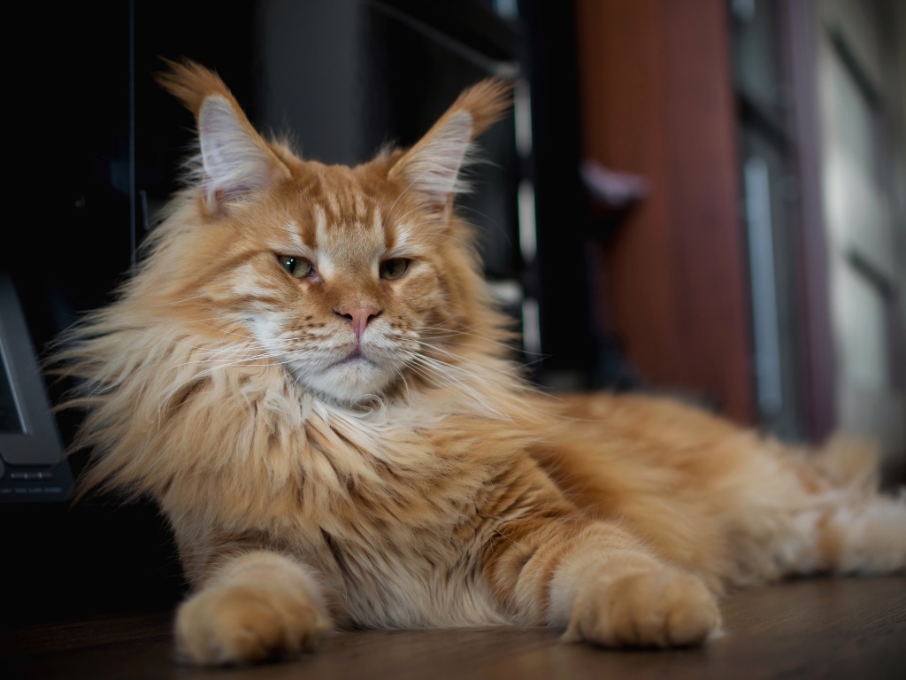 Серьезный рыжий кот мейн кун