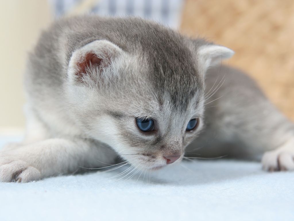 Маленький серый котенок на белом покрывале 