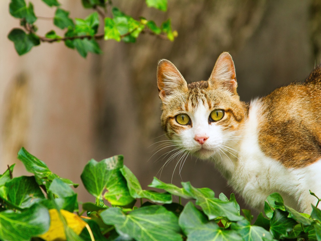 Удивленный кот сидит в зеленых листьях