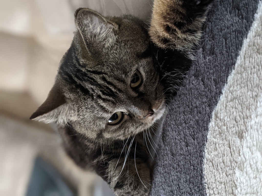 Полосатый серый кот лежит на покрывале