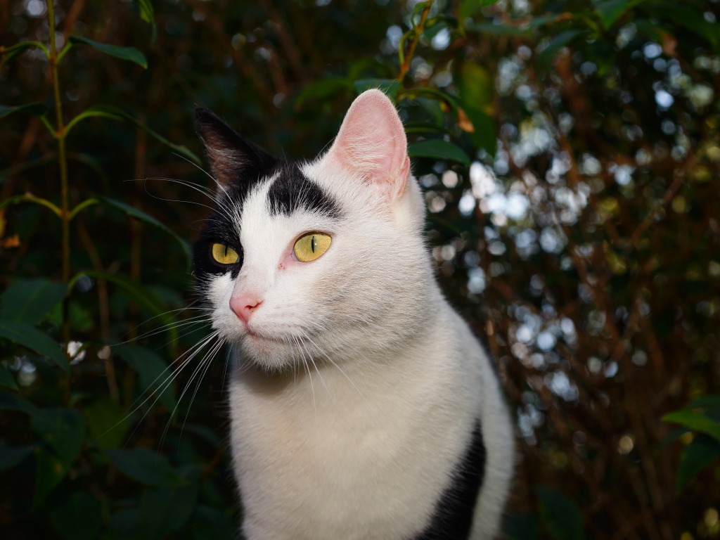 Белый с черными пятнами кот в саду