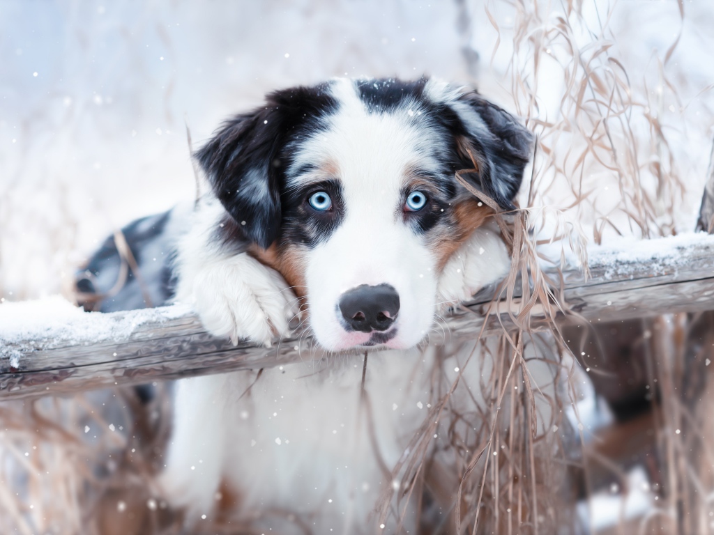 Австралийская овчарка с голубыми глазами у забора