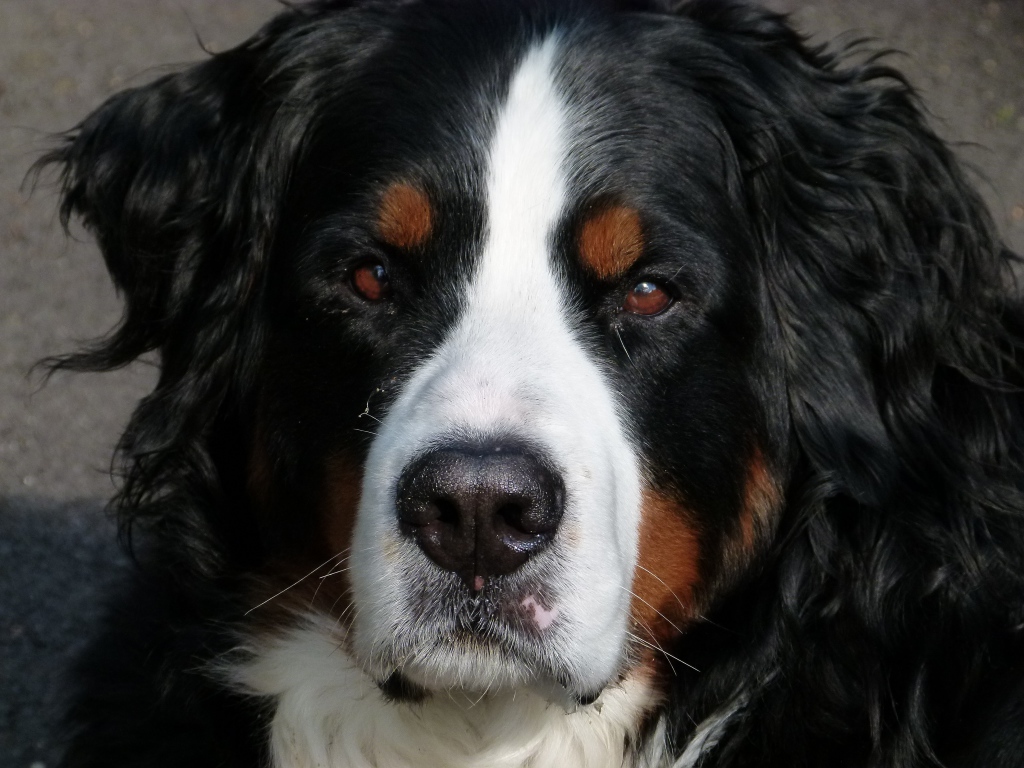 Бернский зенненхунд крупным планом 
