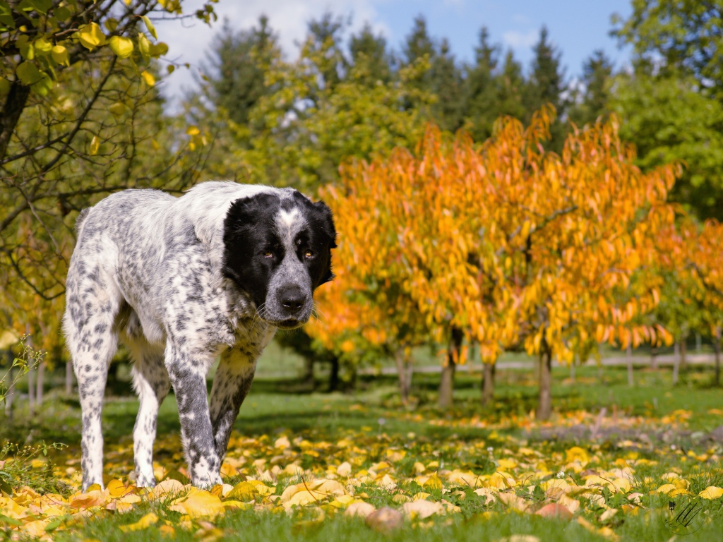 Большой алабай идет по парку осенью 