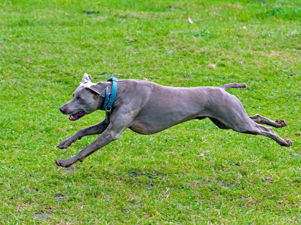 Большой серый Веймаранер бежит по зеленой траве 