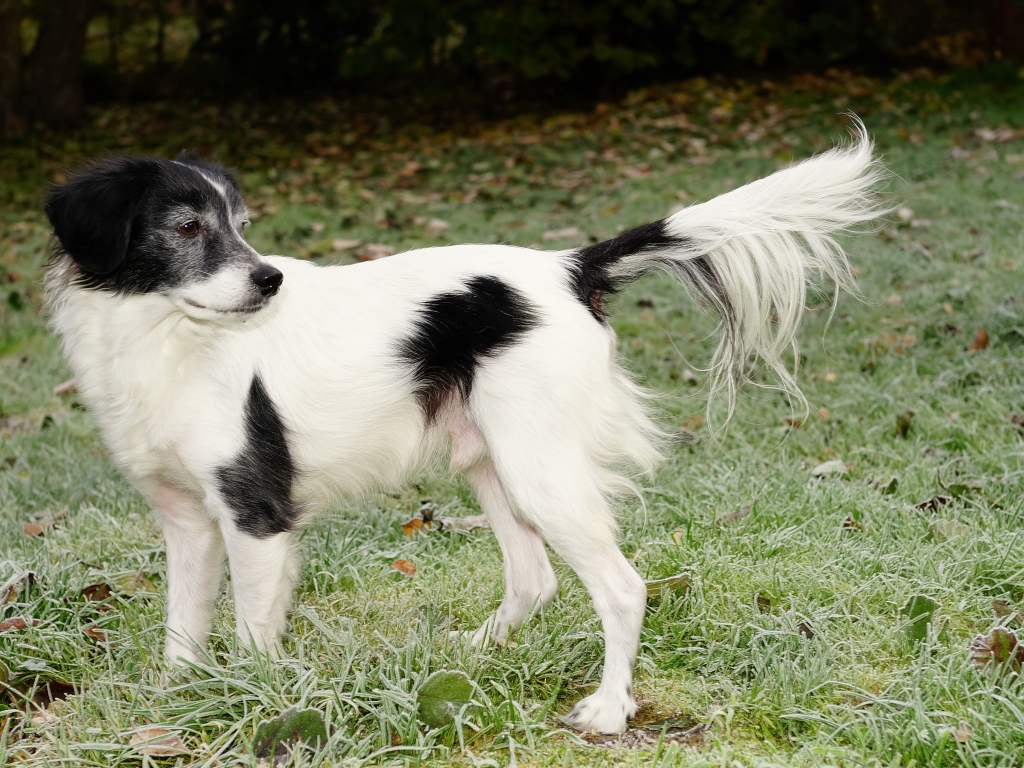 Большой бело-черный пес на зеленой траве 