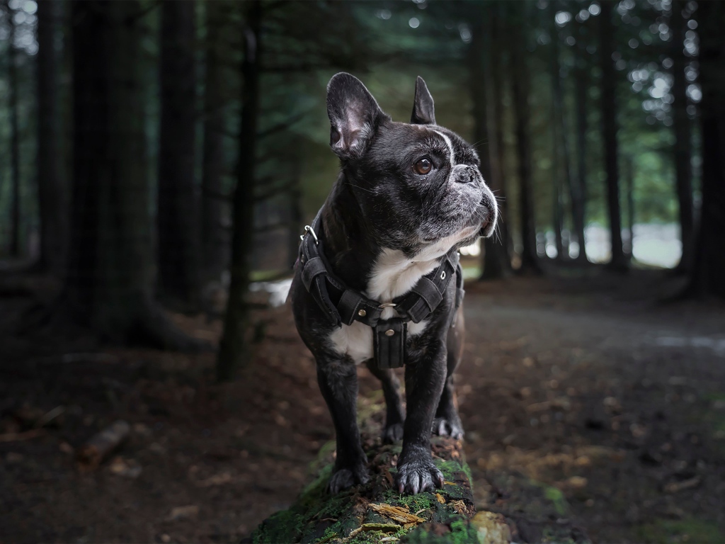 Черный французский бульдог гуляет в лесу