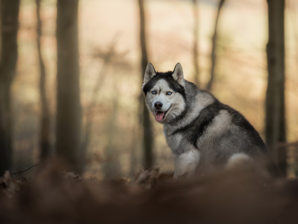 Голубоглазая хаски с высунутым языком в лесу