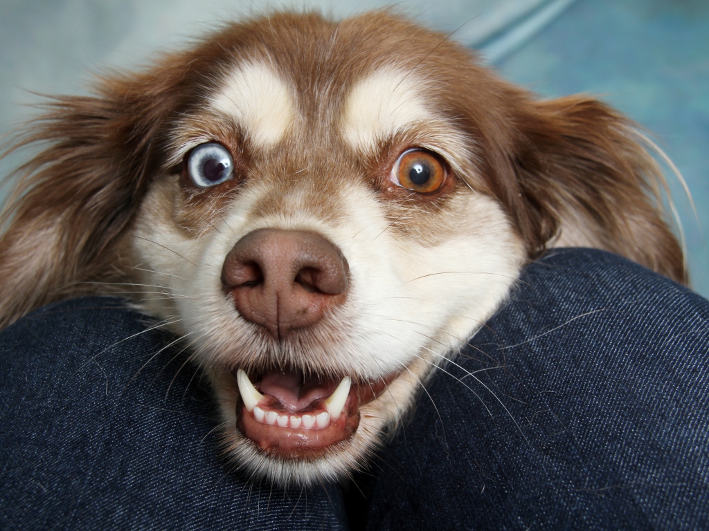 Веселая собака с разноцветными глазами