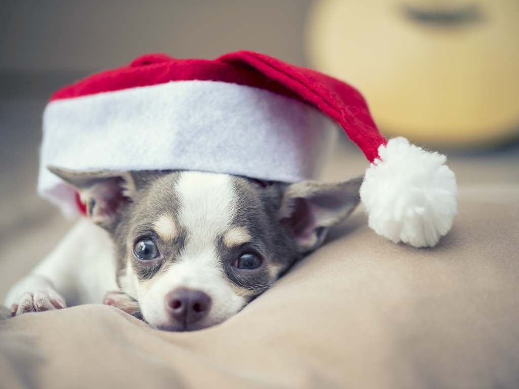 Собака породы чихуахуа лежит на кровати в шапке 