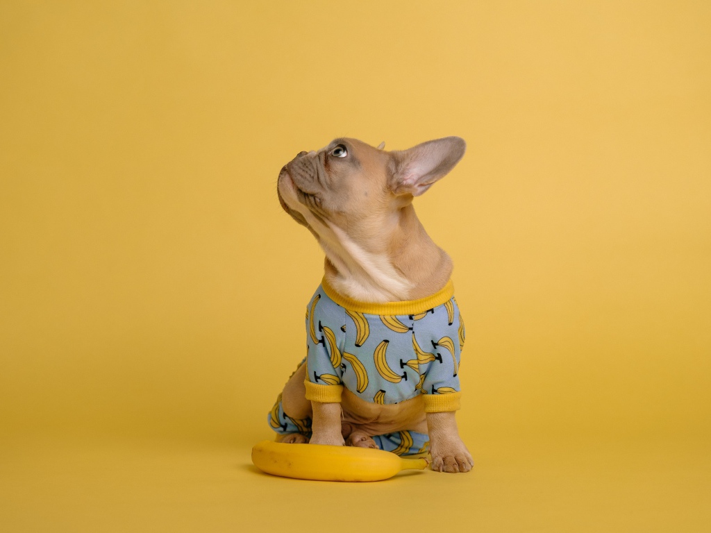 Милый французский бульдог в костюме