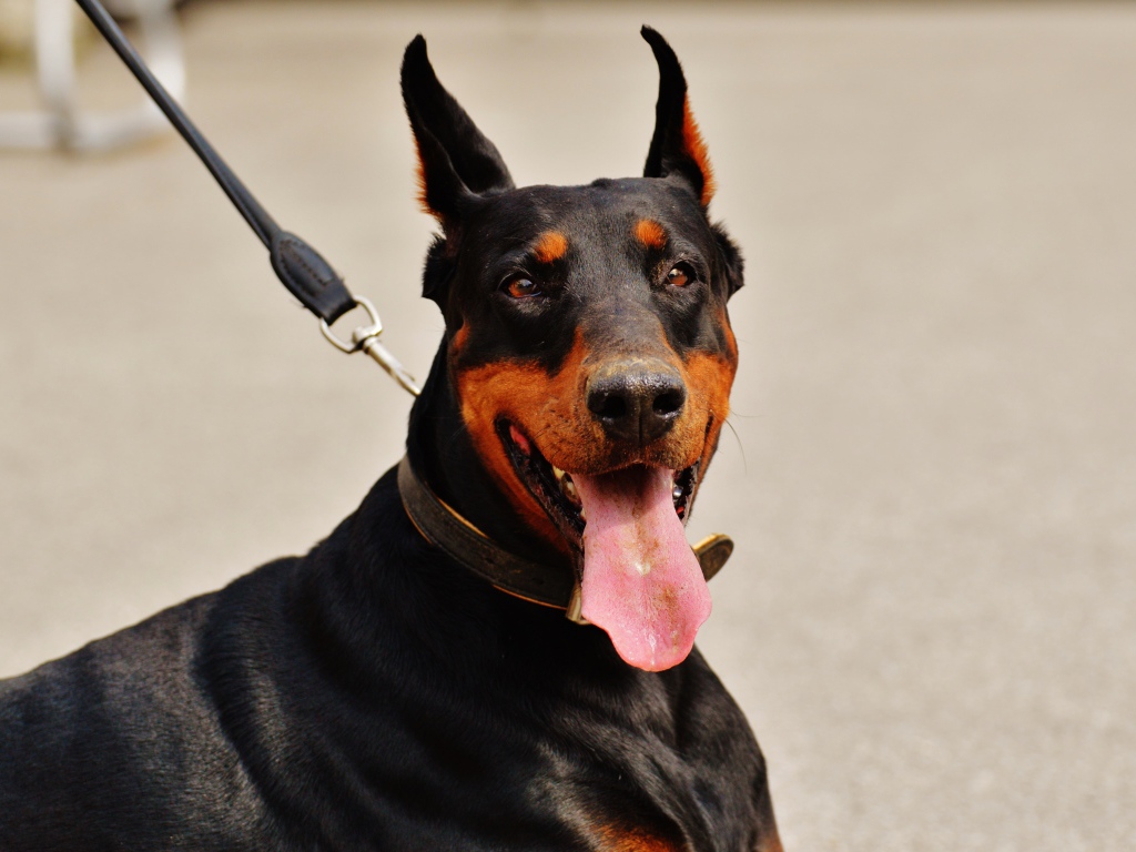 Доберман с высунутым языком на поводке 