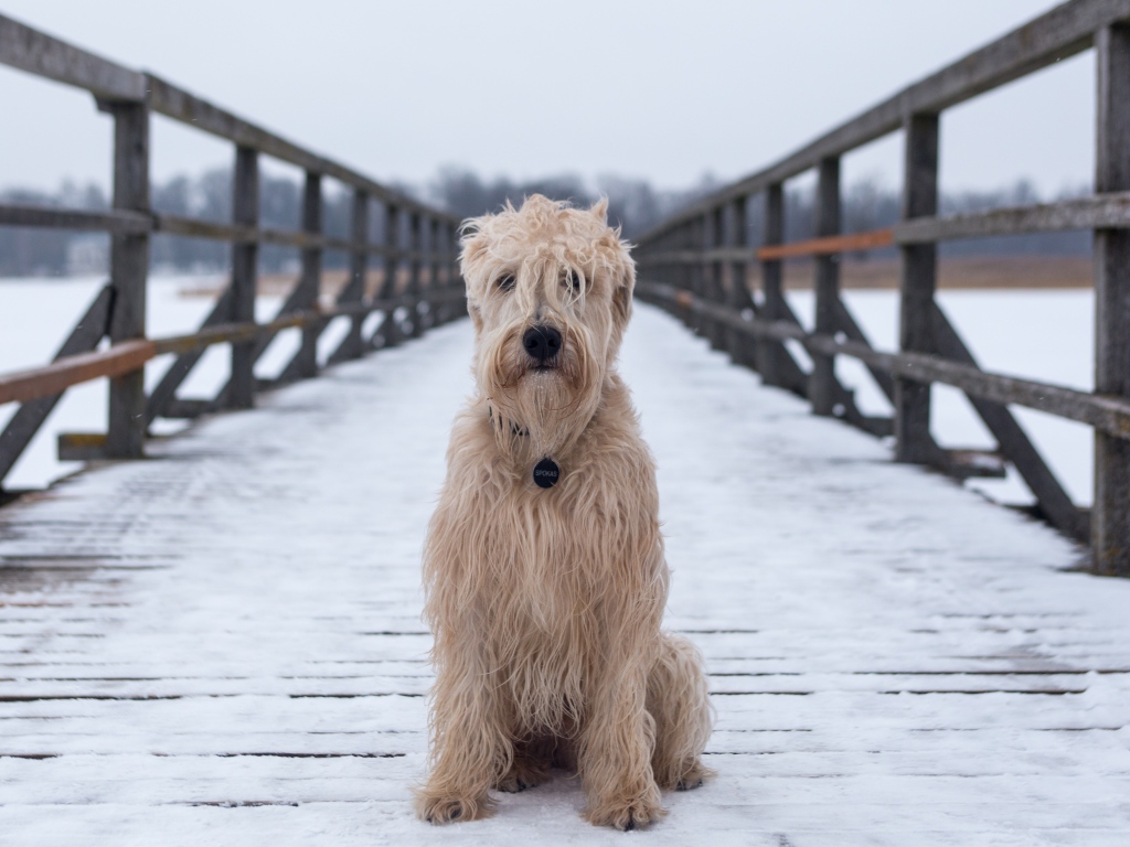 Пушистый пес сидит на покрытом снегом мосту