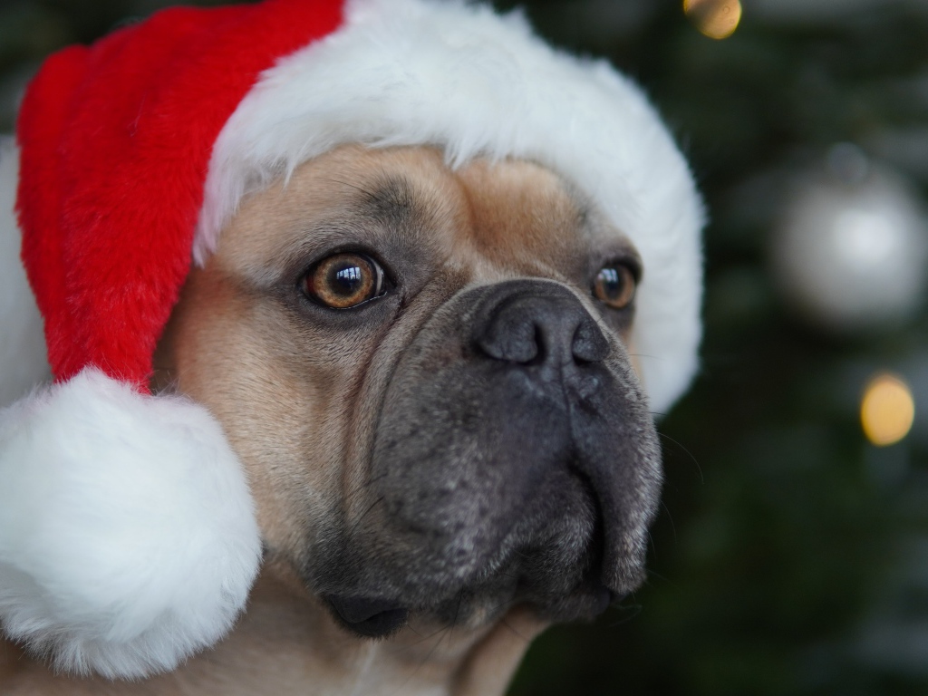 Французский бульдог в красной шапке Санта Клауса 