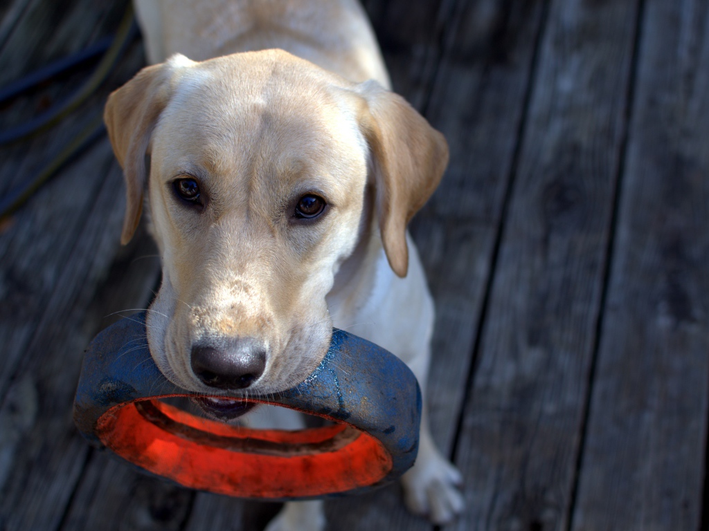 Золотистый ретривер с колесом в зубах 