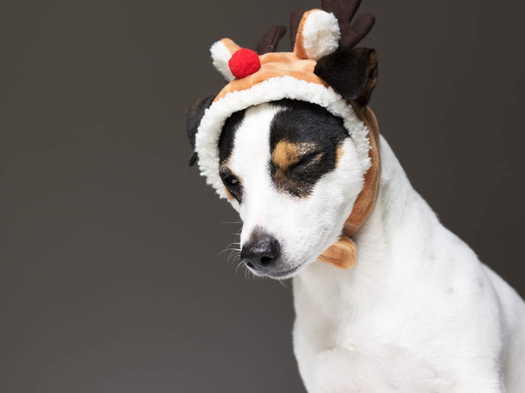 Джек рассел терьер в новогодней шапке на сером фоне