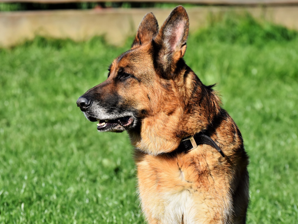 Большая овчарка с открытой пастью сидит на траве 