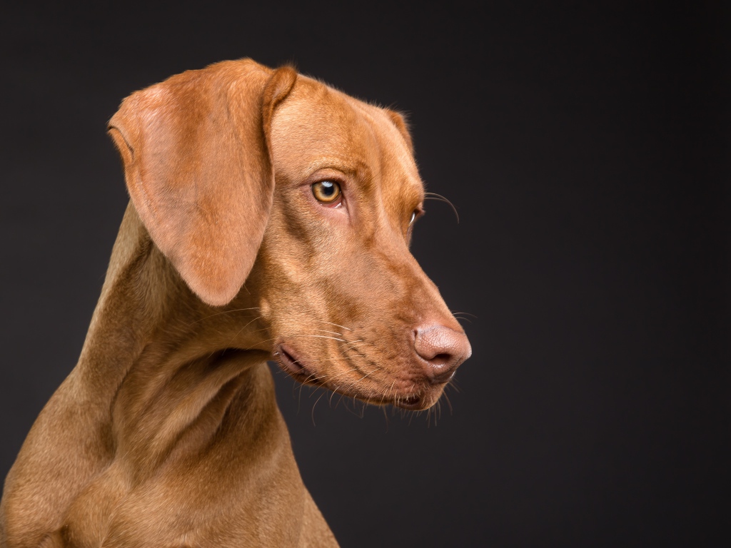 Большой породистый коричневый конь на черном фоне