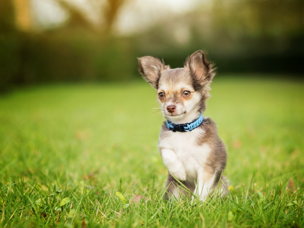 Маленькая собака породы чихуахуа сидит в зеленой траве