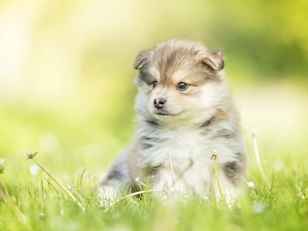 Маленький пушистый щенок сидит в зеленой траве