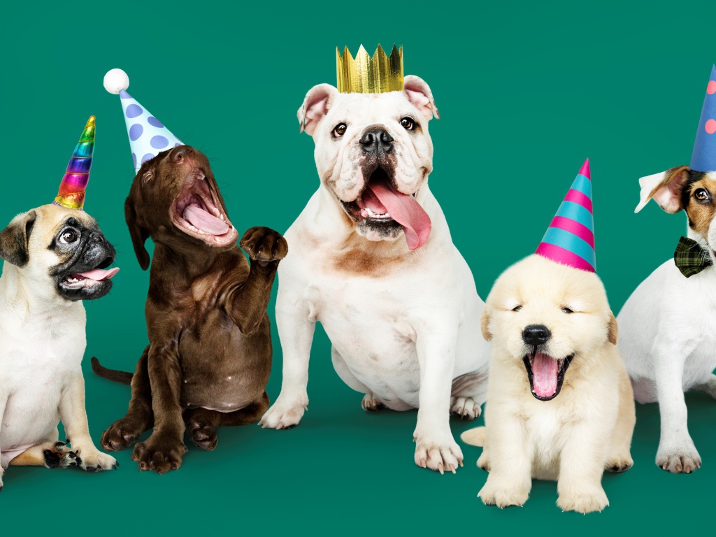 Породистые собаки в колпаках на день рождения