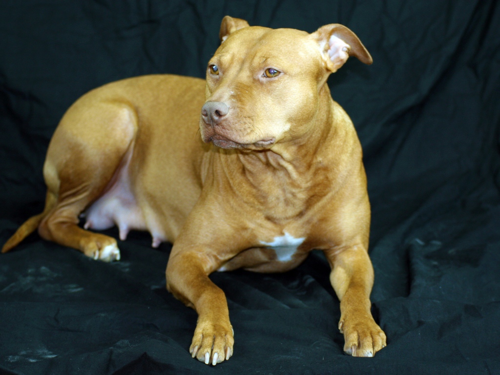 Породистая собака лежит на черном диване 