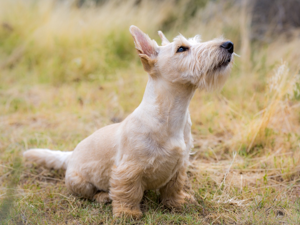 Породистый пес сидит на траве 