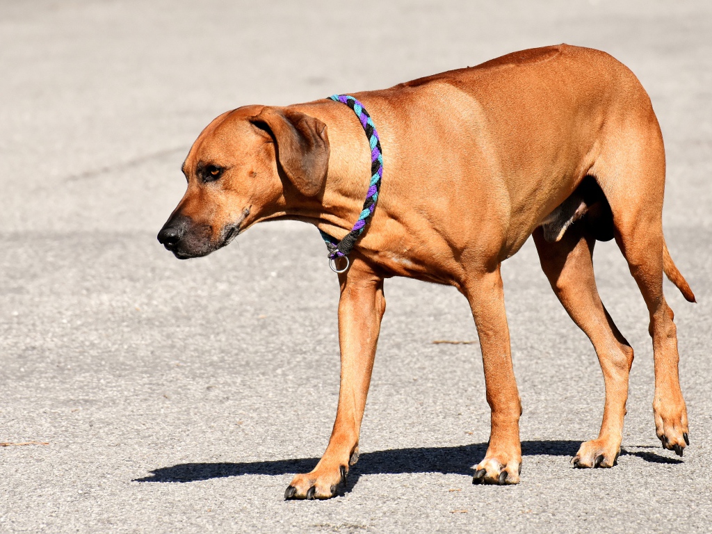 Родезийский риджбек с ошейником