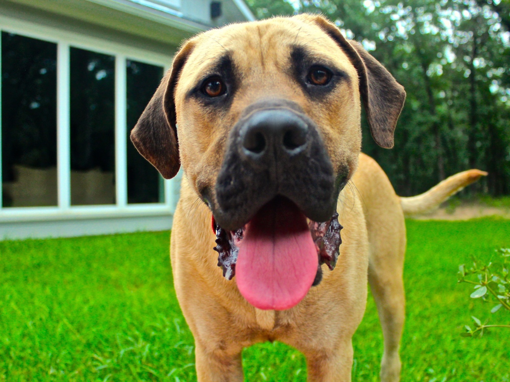 Родезийский риджбек с высунутым языком