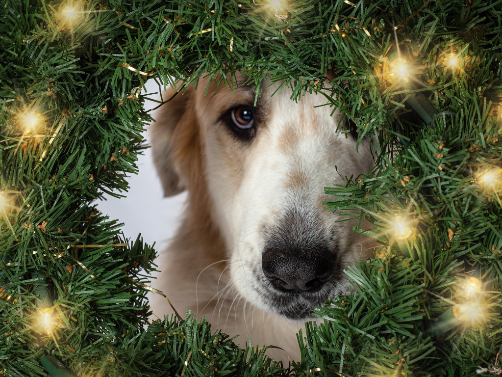 Грустная собака с зеленым рождественским венком 