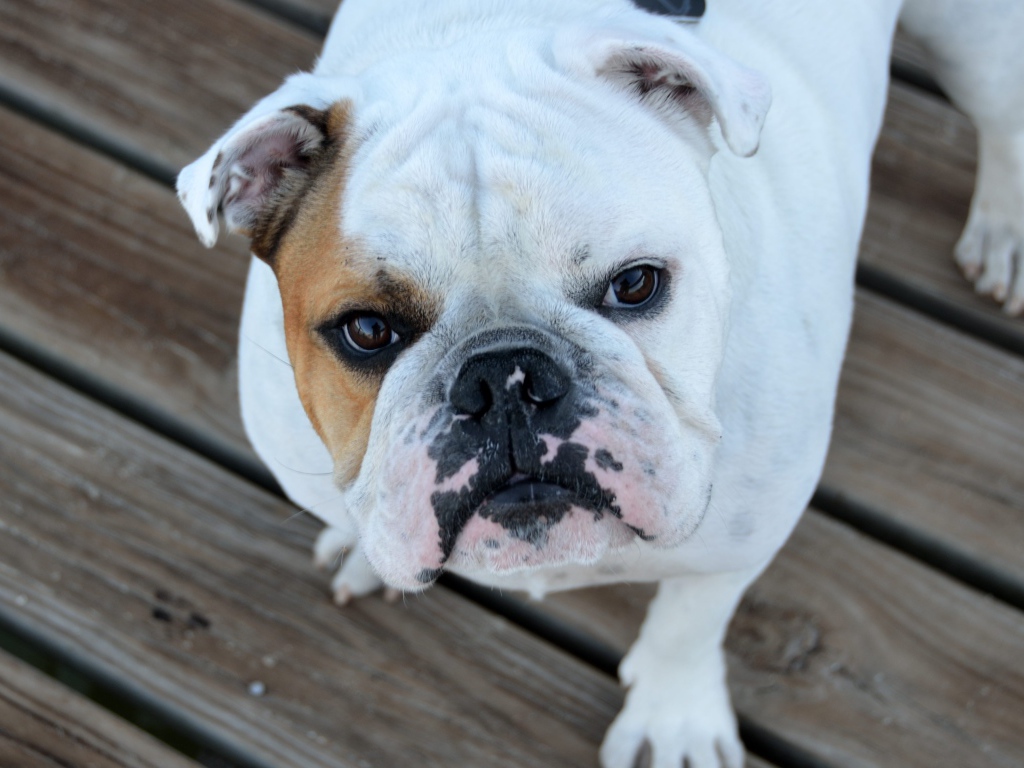 Серьезный бульдог смотрит на хозяина