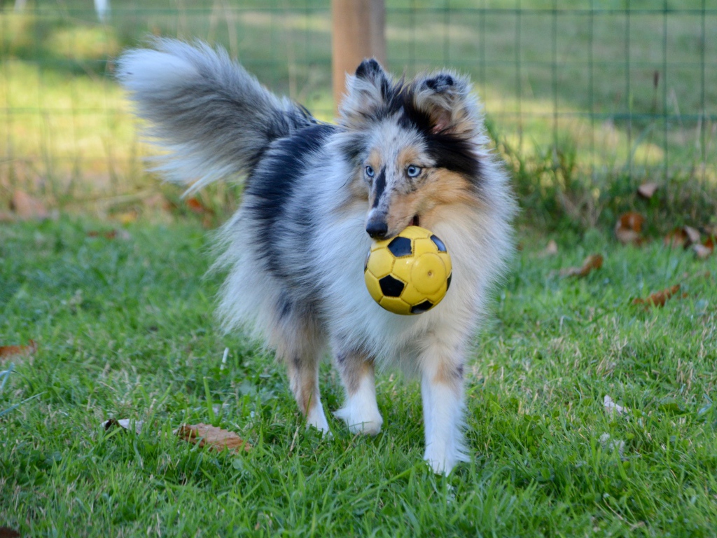 Шелти с мячом в зубах на траве