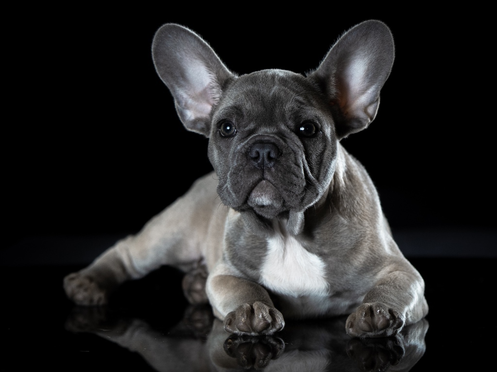 Маленький щенок французского бульдога с большими ушами на черном фоне