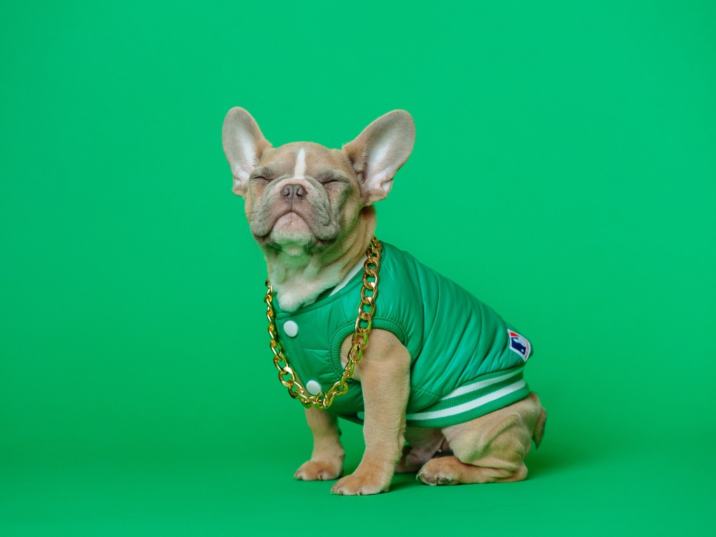 Улыбающийся французский бульдог на зеленом фоне