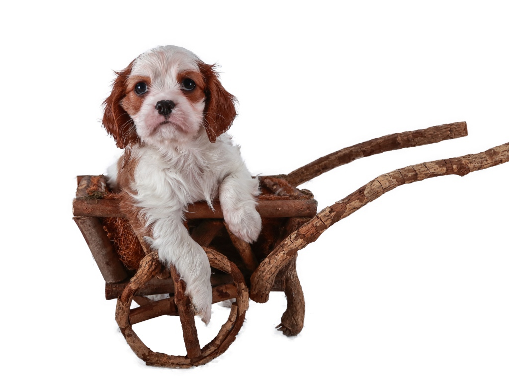 Щенок спаниеля в тележке на белом фоне 