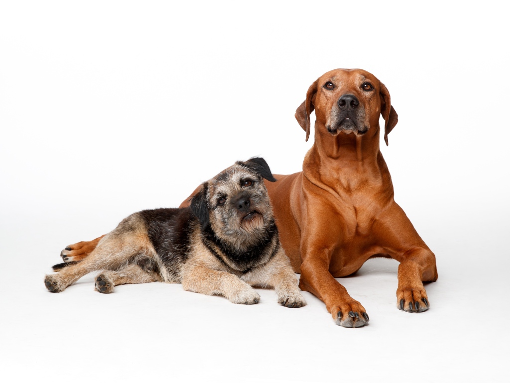 Две породистые собаки на белом фоне