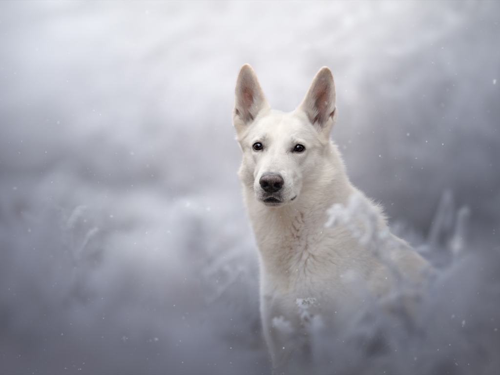 Белая Швейцарская Овчарка смотрит вдаль 