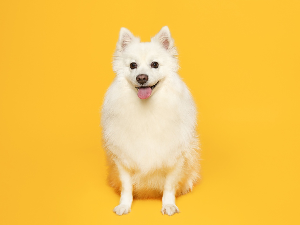 Белый пушистый шпиц на желтом фоне 